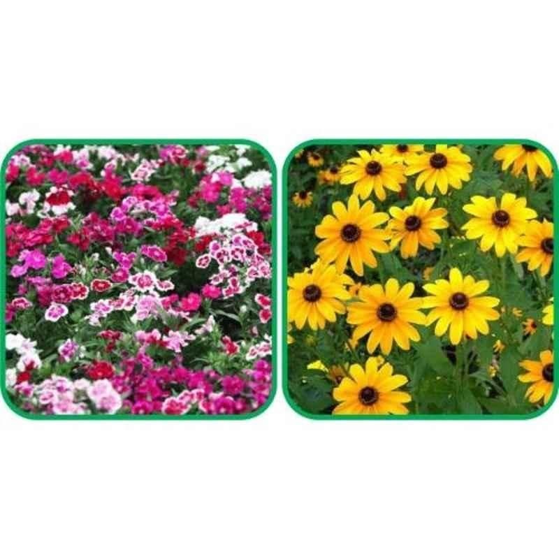 Aero Seeds 50 Pcs Sunflower Miniature & 50 Pcs Mix Color Dianthus Flower Seeds Combo