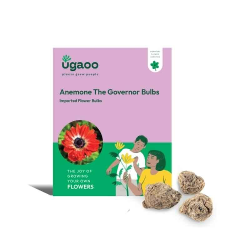 Ugaoo 100g Flower Anemone The Governor Bulbs, NUFBO020