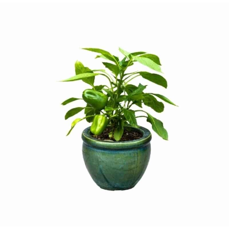 Ugaoo 500g Vegetable Capsicum Seeds, NUVSO116 - Image 9