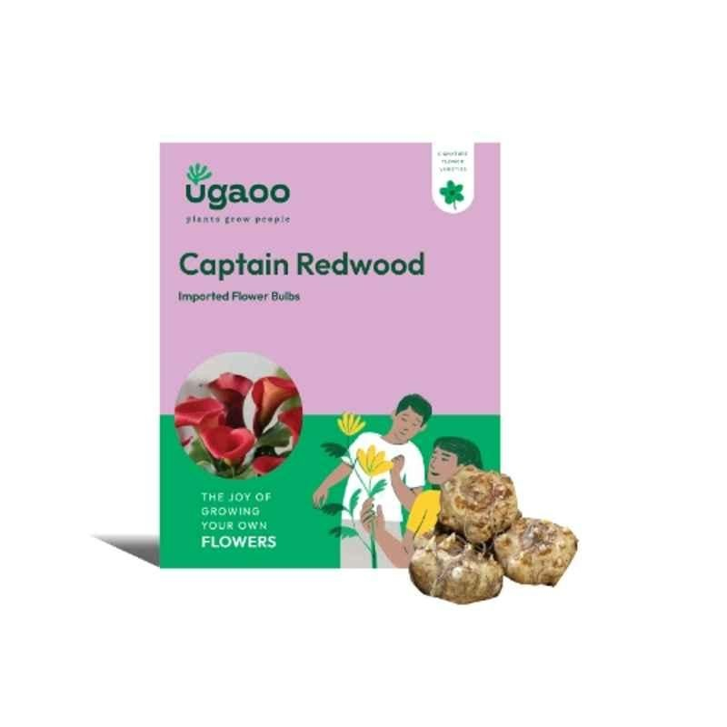 Ugaoo 100g Flower Calla Lily Captain Redwood Bulbs, NUFBO089