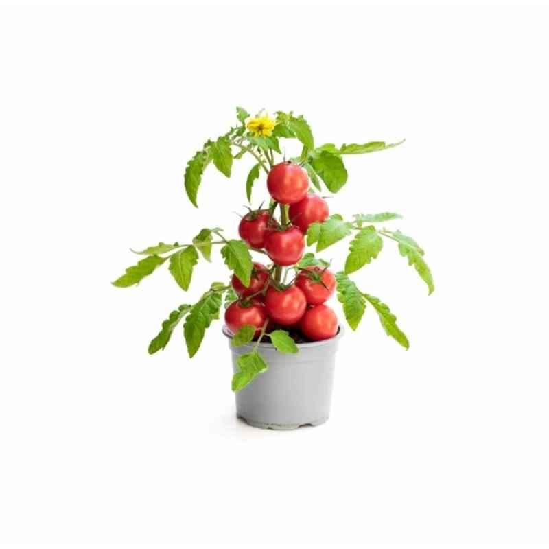 Ugaoo 250g Fruit Tomato Seeds, NUVSO339 - Image 6