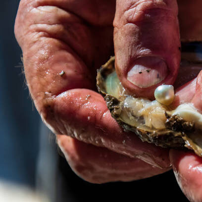 A cultured pearl straight out of the oyster shell in an open hand at Mooney Mooney, NSW, Australia