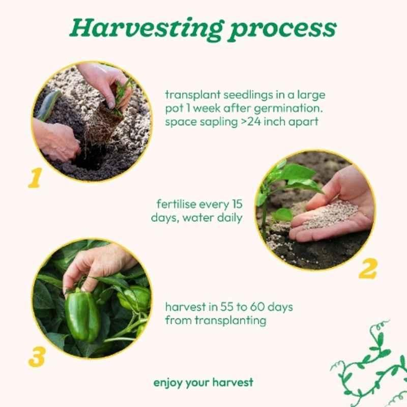 Ugaoo 500g Vegetable Capsicum Seeds, NUVSO116 - Image 5