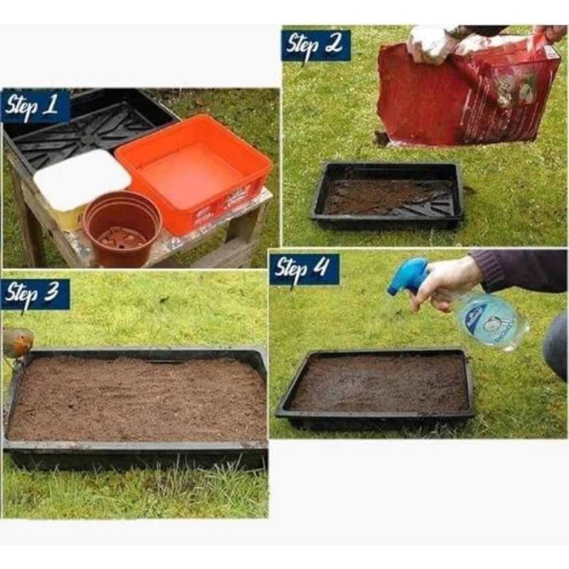 Aero Seeds 50 Pcs Sunflower Miniature & 50 Pcs Mix Color Dianthus Flower Seeds Combo - Image 4