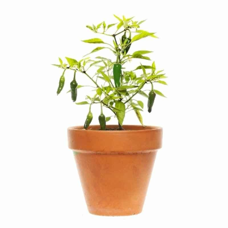 Ugaoo 100g Vegetable Green Chilli Seeds, NUVSO143 - Image 8