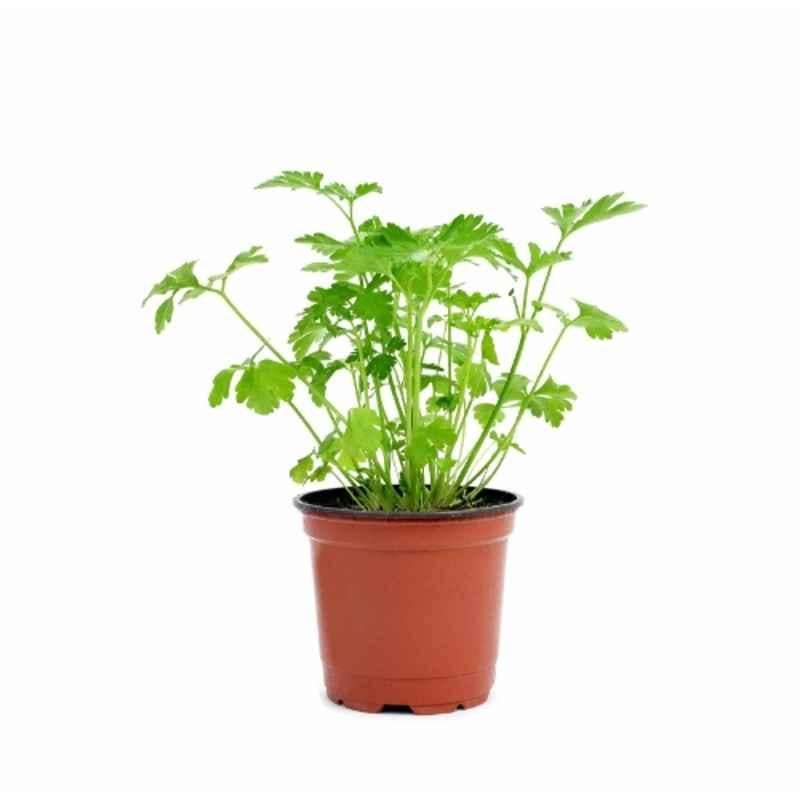 Ugaoo 6g Vegetable Coriander Seeds, NUVSO146 - Image 8