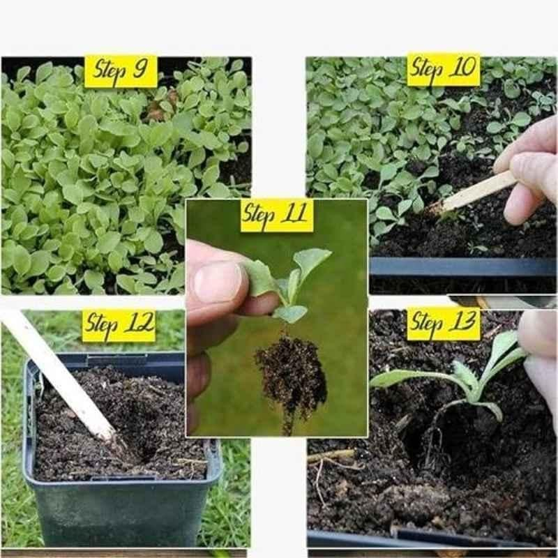 Aero Seeds 50 Pcs Mix Color Lupin & 50 Pcs Petunia Flower Seeds Combo - Image 6