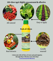 BIO FERTILIZER || OH -GLOW AGRI (HIGHLY CONCENTRATED) - 1 Lit. || ORGANIC HARVESTER - Image 3