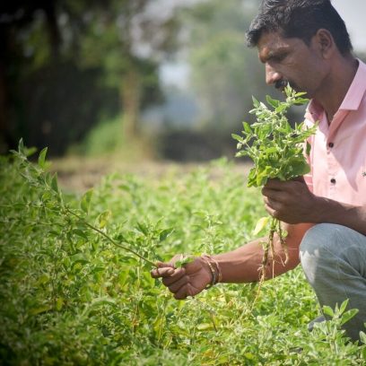 Asia-medicinal-plant-story